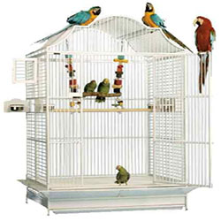 Keep Your Bird Cage Infection Free